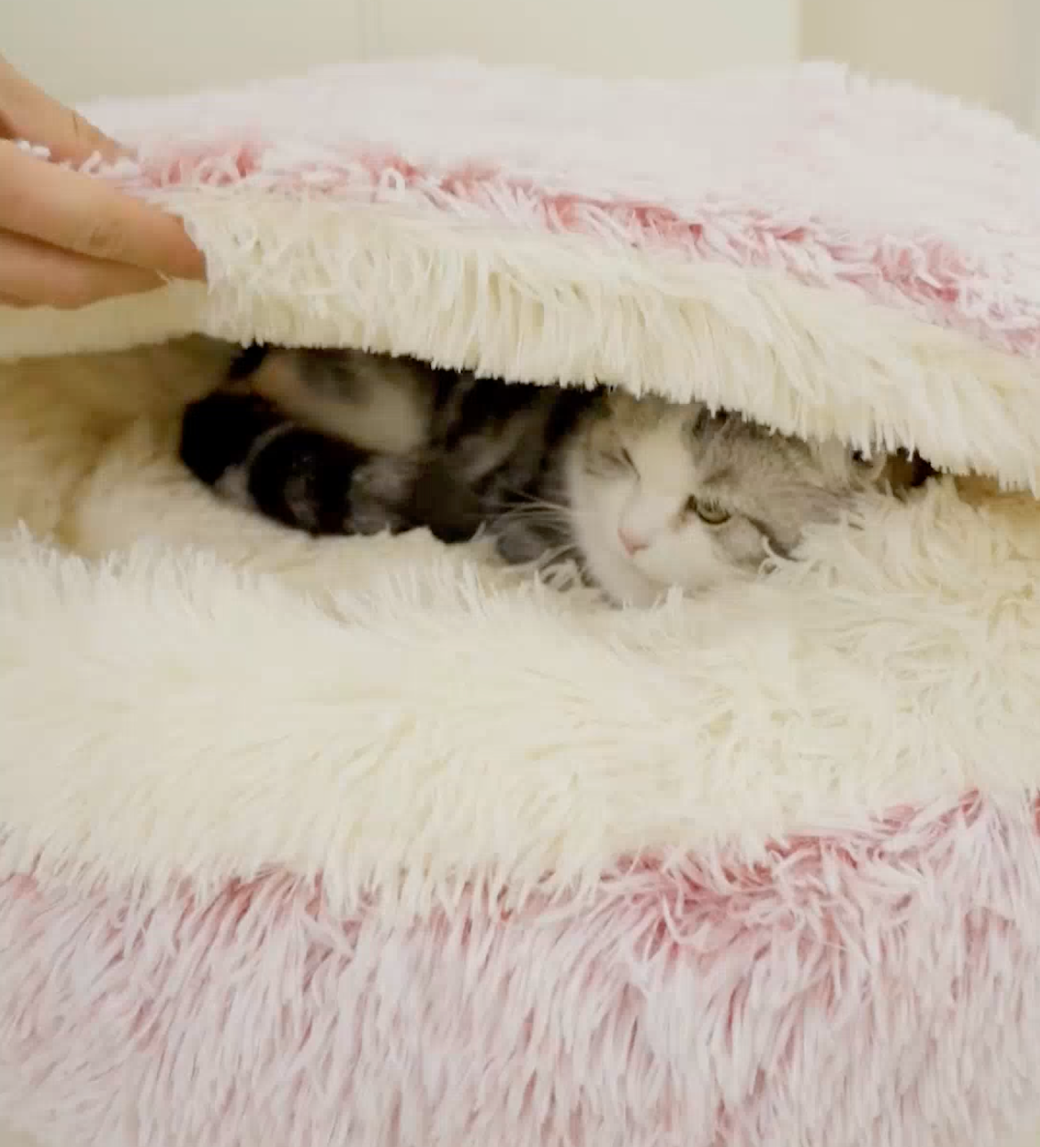 MiauNap™ – La Niche Design et Apaisante pour Chats Exigeants